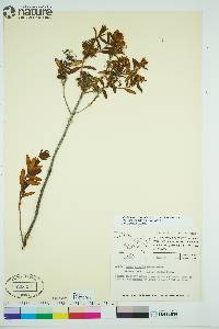 Rhododendron groenlandicum image