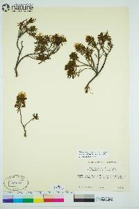 Rhododendron tomentosum image