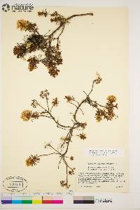 Rhododendron tomentosum image