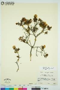 Rhododendron tomentosum image