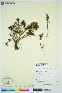 Rhododendron tomentosum image