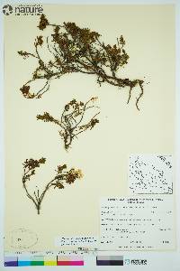 Rhododendron tomentosum image