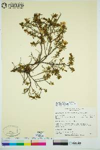 Rhododendron tomentosum image