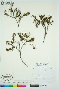 Rhododendron tomentosum image