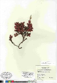 Vaccinium uliginosum image