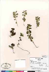 Vaccinium vitis-idaea subsp. minus image