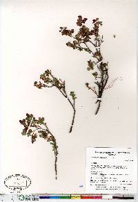 Vaccinium uliginosum image