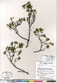 Vaccinium uliginosum image