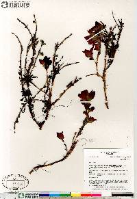 Arctous rubra image