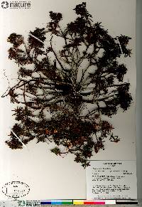 Rhododendron tomentosum subsp. decumbens image