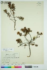 Rhododendron tomentosum image