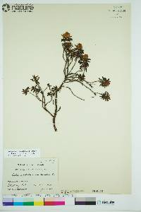 Rhododendron tomentosum image