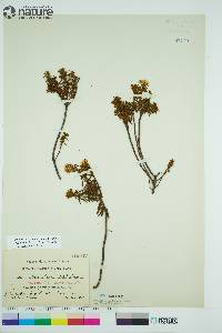 Rhododendron tomentosum image