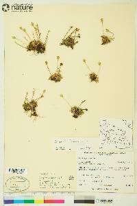 Diapensia lapponica image