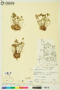 Androsace septentrionalis image