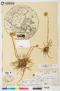 Armeria scabra image