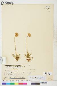 Armeria maritima image