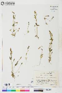 Gentianella propinqua subsp. propinqua image