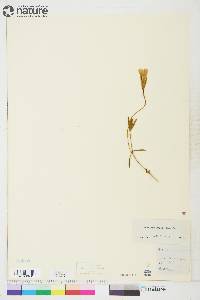 Gentianopsis raupii image