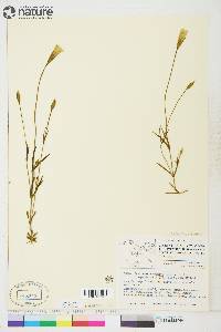 Gentianopsis macounii image