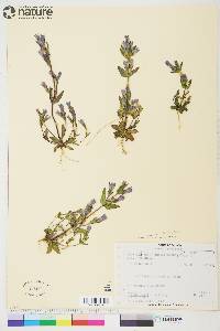 Gentiana propinqua subsp. propinqua image
