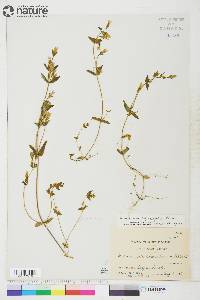 Gentiana propinqua subsp. propinqua image