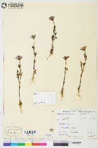 Lomatogonium rotatum image