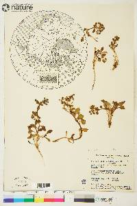 Mertensia maritima subsp. tenella image
