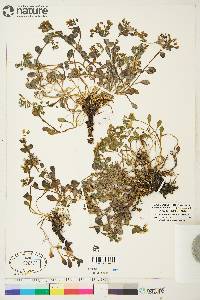 Mertensia maritima subsp. tenella image
