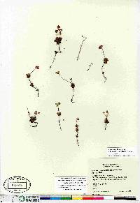 Androsace chamaejasme subsp. lehmanniana image