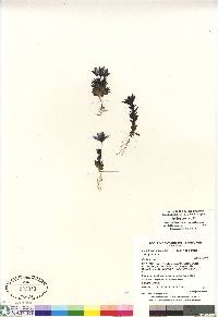 Lomatogonium rotatum image