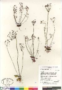 Androsace septentrionalis image