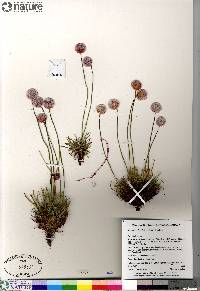 Armeria scabra image