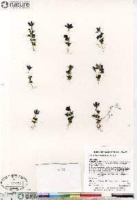 Lomatogonium rotatum subsp. rotatum image