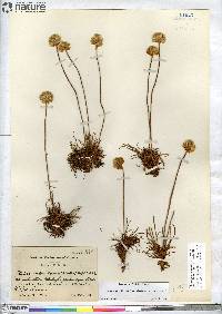 Armeria scabra image