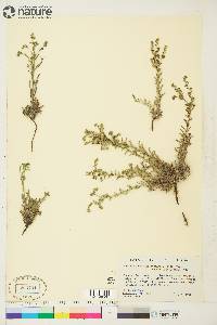 Lappula occidentalis var. occidentalis image