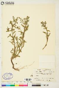 Lappula occidentalis var. occidentalis image