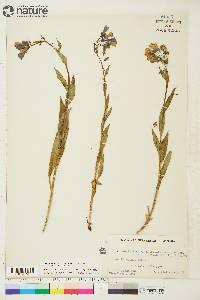 Mertensia paniculata subsp. paniculata image