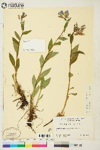 Mertensia paniculata subsp. paniculata image
