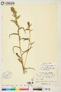 Castilleja caudata image