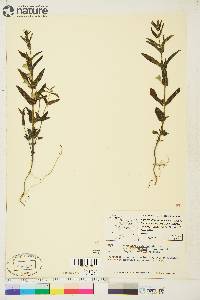 Scutellaria galericulata image