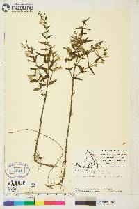 Scutellaria galericulata image