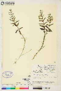 Scutellaria galericulata image