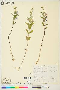 Scutellaria galericulata image