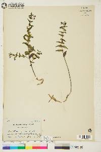 Scutellaria galericulata image