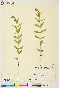 Scutellaria galericulata image