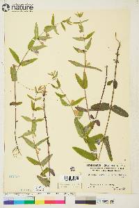 Scutellaria galericulata image