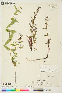 Scutellaria galericulata image