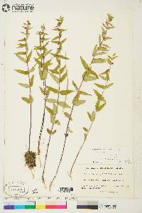 Scutellaria galericulata image