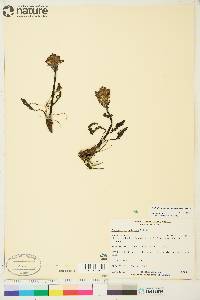 Pedicularis albolabiata image